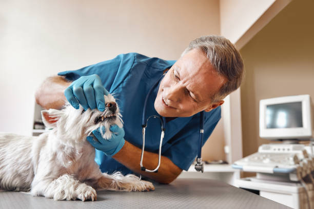 Best Urgent Tooth Repair  in Marysville, WA